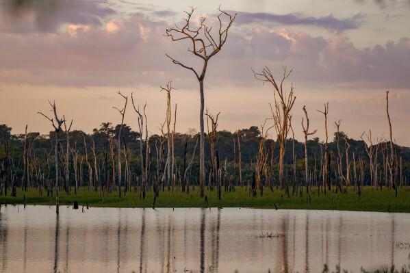 Dead trees stand in an area flooded by the Santo Antonio hydropower dam in an extractive reserve in Jaci-Parana, Rondonia state, Brazil, Tuesday, July 11, 2023. Meat processing giant JBS SA and three other slaughterhouses are facing lawsuits seeking millions of dollars in environmental damages for allegedly purchasing cattle raised illegally in the area. (AP Photo/Andre Penner)