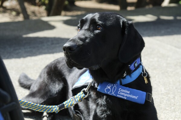 Artemis, a service dog, is seen by the wheelchair of handler Benjamin Carter at the San Quentin Rehabilitation Center in San Quentin, Calif., Friday, March 28, 2025. (AP Photo/Eric Risberg)