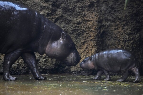 Mikolas, a newborn pygmy hippopotamus calf, appears with its mother, Malaya, at the safari park in Dvur Kralove, Czech Republic, Monday, Jan. 15, 2024. The male baby hippo was born on Dec. 1, 2023. (AP Photo/Petr David Josek)