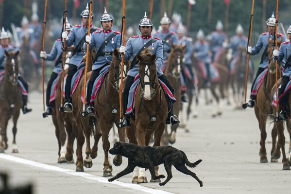 A street dog walks in front of the presidential escort regiment during a military parade on Independence Day, and Army Day, in Santiago, Chile, Tuesday, Sept. 19, 2023. (AP Photo/Esteban Felix)
