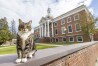 This photo provided by Vermont State University shows Max the Cat stands in front of Woodruff Hall at Vermont State University Castleton on on Oct. 12, 2023 in Castleton, Vt. Vermont State University's Castleton campus has bestowed the title of “Doctor of Litter-ature” on Max, a beloved member of its community, ahead of students' graduation on Saturday. The school is not honoring the feline for his mousing or napping but rather for friendliness. (Rob Franklin/Vermont State University via AP)