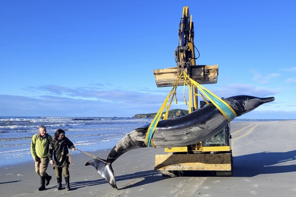 In this photo provided by the Department of Conservation rangers Jim Fyfe and Tūmai Cassidy walk alongside what is believed to be a rare spade-toothed whale, on July 5, 2024, after its was found washed ashore on a beach near Otago, New Zealand. (Department of Conservation via AP)