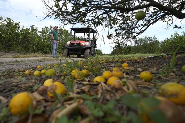 Fifth generation farmer Roy Petteway looks at the damage to his citrus grove from the effects of Hurricane Ian Wednesday, Oct. 12, 2022, in Zolfo Springs, Fla. (AP Photo/Chris O'Meara)
