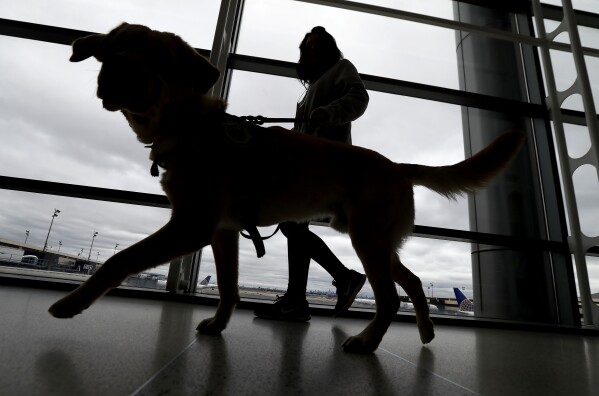 FILE - A trainer walks with a service dog through the Terminal C at Newark Liberty International Airport while taking part of a training exercise, Saturday, April 1, 2017, in Newark, N.J. All dogs coming into the U.S. from other countries must be at least 6 months old and microchipped, according to new government rules published Wednesday, May 8, 2024. The new rules were prompted by concerns about dogs coming from countries where rabies is common, and applies to dogs brought in by breeders or rescue groups as well as pets traveling with their U.S. owners. (AP Photo/Julio Cortez, File)