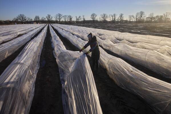 A woman covers white asparagus plants with plastic to protect them against cold temperatures on a field near Beelitz, Germany, Thursday, April 3, 2025. (AP Photo/Markus Schreiber)