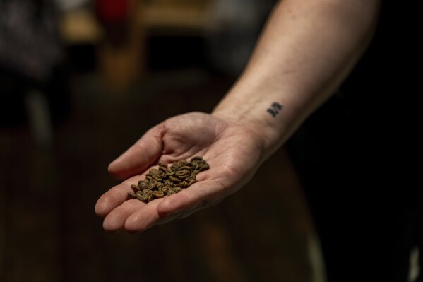Renee Colon, co-owner of Fuego Coffee Roasters, holds coffee beans while working at her roasting facility, Friday, March 21, 2025, in Rochester, N.Y. (Max Conway via AP)