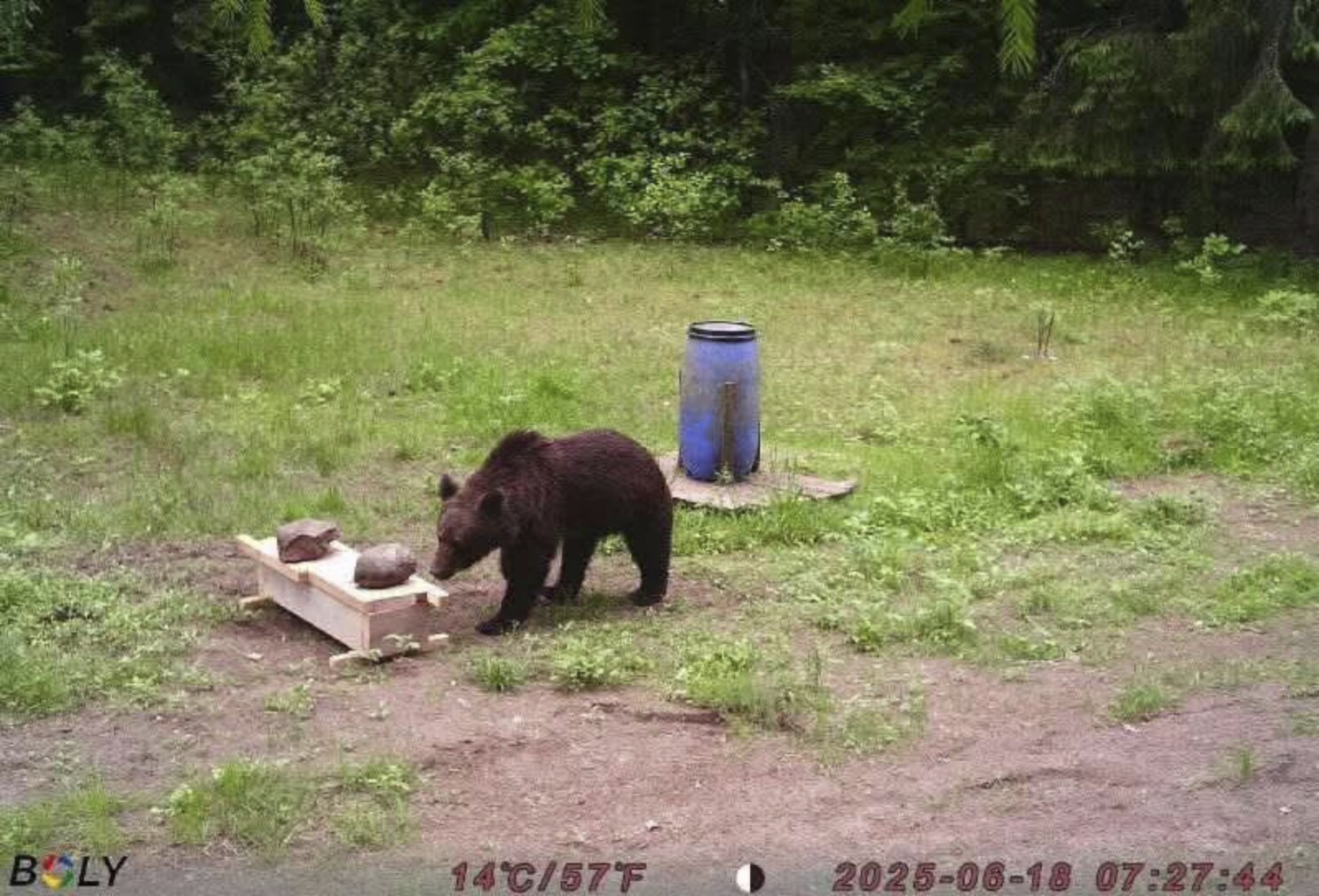 Lithuanian hunters refuse government request to shoot a wild bear in the capital