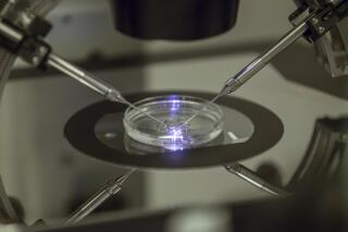 FILE - An embryologist works on a petri dish at the Create Health fertility clinic in south London, Thursday, Aug. 14, 2013. Britain's fertility regulator said the first babies created using an experimental technique combining DNA from three people have been born, in an effort to prevent the children from inheriting rare genetic diseases. (AP Photo/Sang Tan, File)