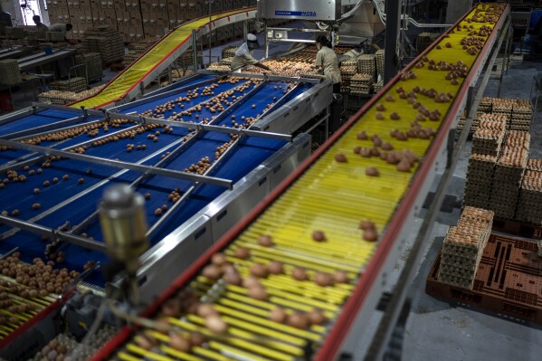 Eggs move through a network of conveyer belts at Seng Choon, Singapore's largest egg farm, Tuesday, July 18, 2023. Seng Choon can now help the nation satisfy its craving for eggs from home. The farm produces 600,000 eggs every day from 850,000 chickens, with only about 100 staff members. Automated machines feed the chickens, sort, scan and check each egg. Robots help lift and sort crates of eggs that will be delivered to stores the same day they were laid. (AP Photo/David Goldman)