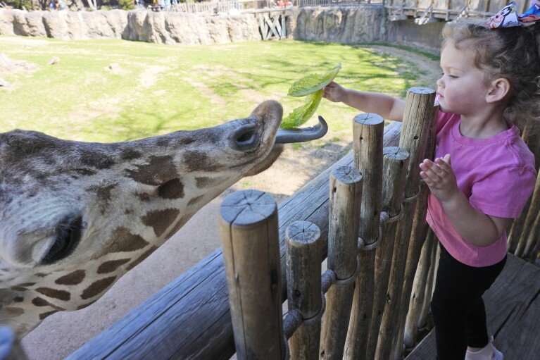 Claire Wagner, 3, feeds a giraffe at the Fort Worth Zoo in Fort Worth, Texas, Friday, Feb. 23, 2024. During the last total solar eclipse in 2017, male giraffes at a South Carolina zoo began to gallop. Researchers will be watching to see if the giraffes in Fort Worth show similar behavior during April's total eclipse. (AP Photo/LM Otero)