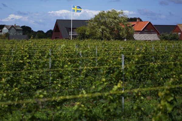 Sweden national flag flies above Kullabergs Vingård, in Nyhamnsläge, Sweden, Tuesday, July 25, 2023. (AP Photo/Pavel Golovkin)