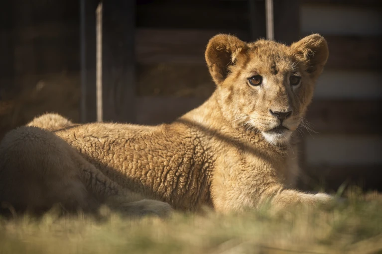 Freya the rescued lion cub is safe in South Africa, but many other lions there are bred to be shot