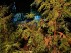 This Oct. 30, 2023 image provided by Jessica Damiano shows the normal seasonal browning of inner needles on an arborvitae tree on Long Island, New York. (Jessica Damiano via AP)