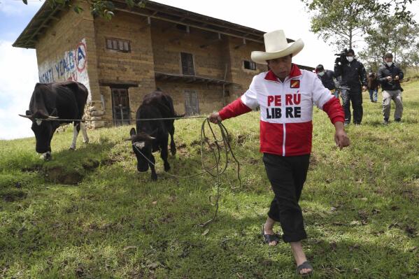 FILE - Then presidential candidate Pedro Castillo leads his cows for feeding as journalists follow, in Chugur, Peru, April 15, 2021. Castillo’s election in 2021 brought hopes for change in Peru’s unstable and corrupt political system, but the impoverished rural teacher and political neophyte has found himself engulfed in impeachment votes and corruption allegations. (AP Photo/Martin Mejia, File)