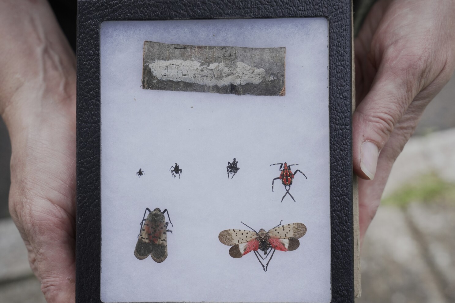 Four-legged investigators sniff out spotted lanternfly eggs to slow the spread of invasive pest