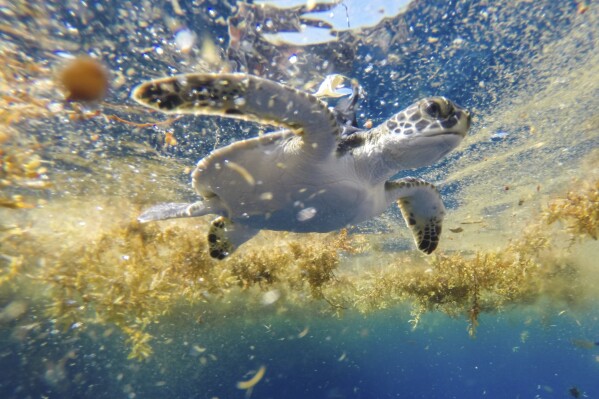 This photo provided by researchers shows a young green sea turtle released with a satellite tag swimming in sargassum seaweed offshore of Venice, La., on June 2, 2015. The photo was made with protected species permit NMFS 19508. (Gustavo Stahelin via AP)