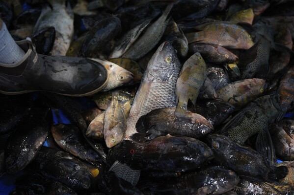 A catch of fish from invasive species is assessed by judges during the fifth annual "Removal of the Swamp Invaders" fishing tournament, part of an Earth Day environmental and cultural education event at Miccosukee Indian Village, Saturday, April 20, 2024, in the Florida Everglades. Marcel Bozas of the Miccosukee Tribe's Fish and Wildlife Department, which organizes the competition, said 70% of fish now found in the Everglades are exotic species, which interfere with the ability of native fish species to eat and breed. (AP Photo/Rebecca Blackwell)
