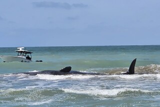This photo provided by City of Venice Florida shows a whale on Sunday, March 10, 2024, off Venice, Fla. Authorities were working to assist a beached sperm whale that is stranded on a sandbar off Florida's Gulf Coast on Sunday morning. (City of Venice Florida via AP)