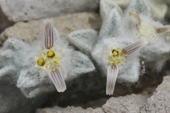 This photo by James Bailey shows the wooly devil flower in Big Bend National Park on April 6, 2024. (James Bailey via AP)