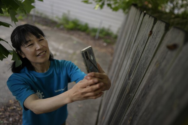 Mayumi Barrack photographs periodical cicadas on a fence in her backyard, Thursday, June 6, 2024, in Forest Park, Ill. Barrack has taken more than 4,600 photos of cicadas in her backyard. (AP Photo/Carolyn Kaster)