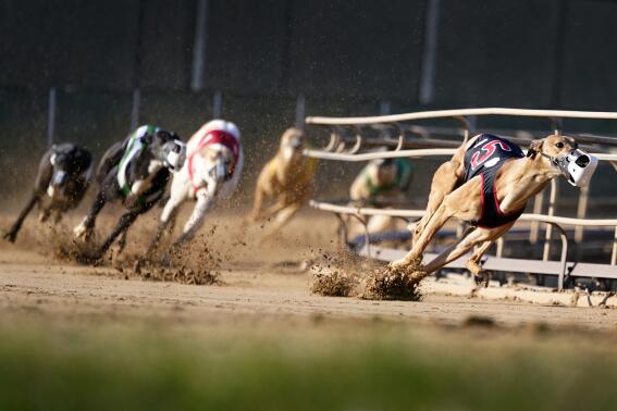Greyhounds compete in a race at the Iowa Greyhound Park, Saturday, April 16, 2022, in Dubuque, Iowa. After the end of a truncated season in Dubuque in May, the track here will close. By the end of the year, there will only be two tracks left in the country. (AP Photo/Charlie Neibergall)