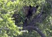 2024年6月5日，星期三，盐湖城，一只黑熊从树上向外张望。野生动物官员将其麻醉后，这只熊从树上掉下约15英尺，但无法在树下用铲斗卡车及时将其抓获。这只熊有望幸存下来，并被放回山区。（克里斯汀·墨菲（Kristin Murphy）/《绝望新闻》（The Deseret News via AP）