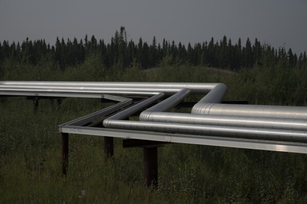 Tubing transporting gas, steam and oil emulsion stand above the vegetation to allow for animals to pass underneath at Cenovus' Sunrise oil facility northeast of Fort McMurray on Thursday, Aug. 31, 2023. (AP Photo/Victor R. Caivano)