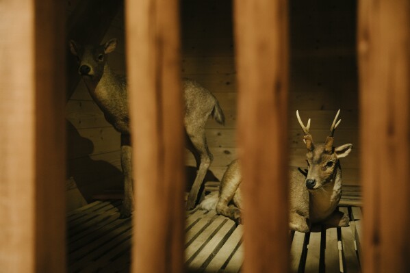 "The Deer Kind," Heteroprox, is displayed inside the colossal replica of the biblical Noah's Ark at the Ark Encounter in Williamstown, Ky., Friday, March 21, 2025. (AP Photo/Madeleine Hordinski)