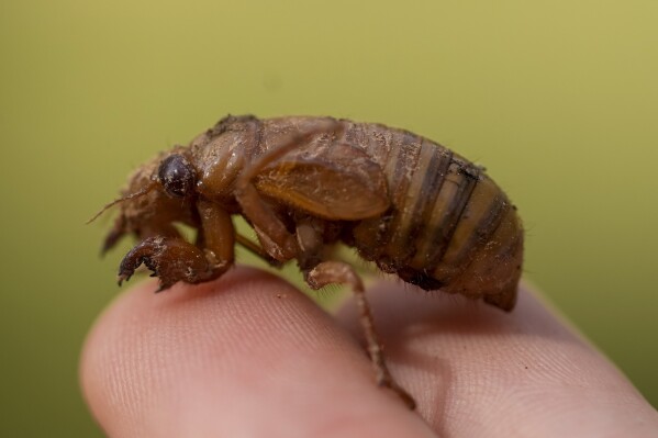 A periodical cicada nymph is held in Macon, Ga., Wednesday, March 27, 2024. This periodical cicada nymph was found while digging holes for rosebushes. Trillions of cicadas are about to emerge in numbers not seen in decades and possibly centuries.(Ǻ Photo/Carolyn Kaster)