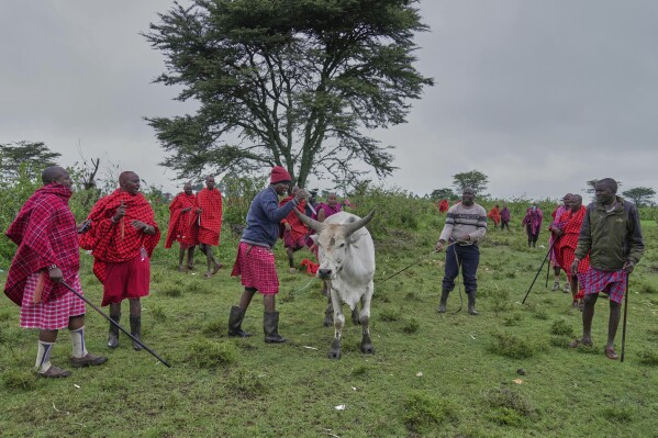 Men of the Maasai tribe slaughter a bull to be roasted and eaten, during the Enkipaata ceremony, a Maasai male rite of passage, specifically the initiation of boys, marking the transition from childhood to becoming a moran (warrior) in Olaimutiai, Narok County, Kenya Thursday, April 24, 2024. (AP Photo/Brian Inganga)