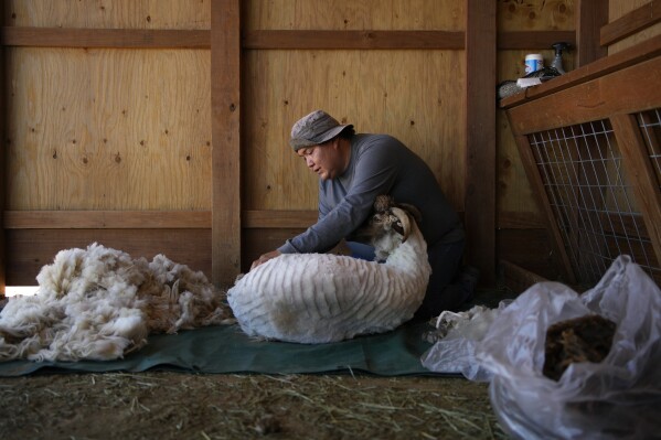 Nikyle Begay shears a sheep Thursday, Sept. 7, 2023, on the Navajo Nation in Ganado, Ariz. When it's time for shearing, Begay ties the hooves of the sheep and cut the wool by hand with a special pair of scissors. (AP Photo/John Locher)