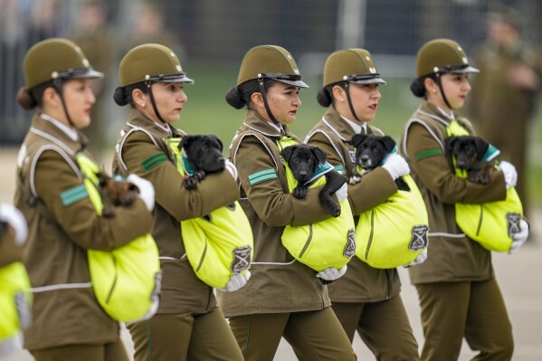 Chilean police carry puppies that will be trained as police dogs during a military parade on Army Day, and Independence Day, in Santiago, Chile, Tuesday, Sept. 19, 2023. (AP Photo/Esteban Felix)