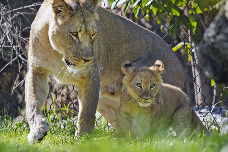 A lioness and cub move in their enclosure at the Fort Worth Zoo in Fort Worth, Texas, Friday, Feb. 23, 2024. (AP Photo/LM Otero)
