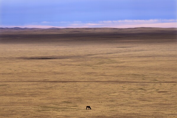 A lone horse grazes in the Munkh-Khaan region of the Sukhbaatar district, in southeast Mongolia, Saturday, May 13, 2023. Chronic drought plagues Mongolia. So does warming. Since 1940, the country’s government says, average temperatures have risen 2.2 degrees Celsius (nearly 4 degrees Fahrenheit) — a measure that may seem small, but for global averages, scientists say every tenth of a degree matters, and a warming world brings more weather extremes. (AP Photo/Manish Swarup)