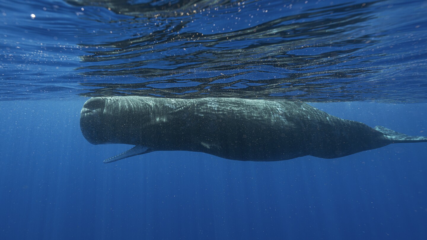 Bilim adamları tarafından tanımlanan ispermeçet balinası dilinin yapı taşları