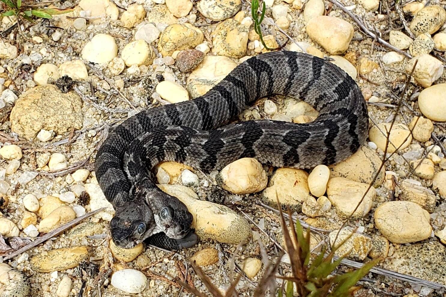 2 Snakes To Know On Your Walks, Jogs And Hikes Around NJ