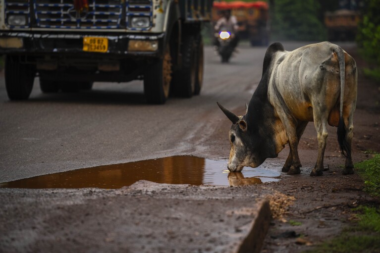A bull drinks water as trucks transport chromium ore near a mine on a road at Kaliapani village in Jajpur district, Odisha, India on Thursday, July 6, 2023. (AP Photo/Anupam Nath)