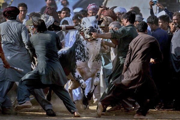 Members of a team try to control a pair of bull for line up during a traditional bull race competition, in Malal, a village of Attock district, in Pakistan, Thursday, May 15, 2025. (AP Photo/Anjum Naveed)