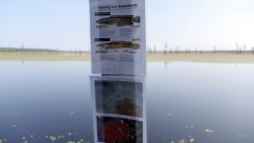 A sign informs visitors of the differences between an invasive fish, the northern snakehead, top, and the native bowfin, by a lake Thursday, June 18, 2023, at Duck Creek Conservation Area in southeast Missouri. The northern snakehead was found for the second time in Missouri in the area on May 19 by a state worker seining for bait. (Christine Tannous/St. Louis Post-Dispatch via AP)