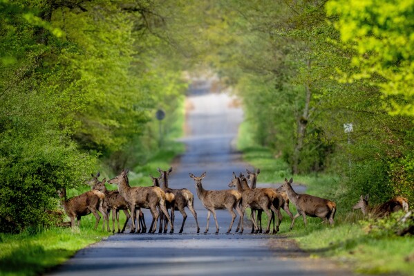 Deer cross a road in the Taunus forest in Wehrheim near Frankfurt, Germany, Wednesday, April 17, 2024. (AP Photo/Michael Probst)
