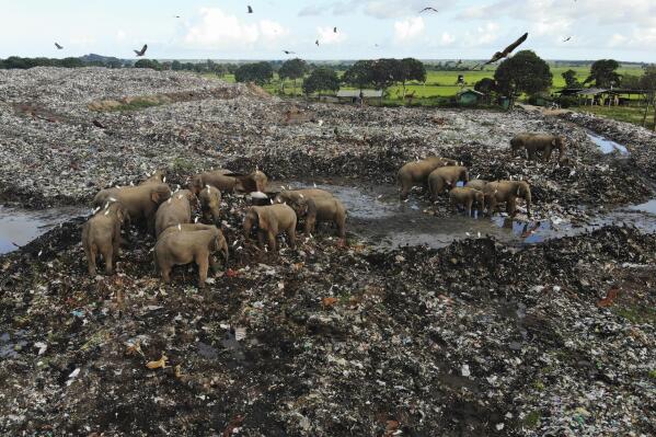 Wild elephants scavenge for food at an open landfill in Pallakkadu village in Ampara district, about 210 kilometers (130 miles) east of the capital Colombo, Sri Lanka, Jan. 6, 2022. Conservationists and veterinarians are warning that plastic waste in the open landfill in eastern Sri Lanka is killing elephants in the region, after two more were found dead over the weekend. Around 20 elephants have died over the last eight years after consuming plastic trash in the dump. Examinations of the dead animals showed they had swallowed large amounts of nondegradable plastic that is found in the garbage dump, wildlife veterinarian Nihal Pushpakumara said. (AP Photo/Achala Pussalla)