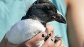 An Atlantic puffin chick is held by a biologist before being measured and banded on Eastern Egg Rock, Maine, Sunday, Aug. 5, 2023. Scientists who monitor seabirds said Atlantic puffins had their second consecutive rebound year for fledging chicks after suffering a bad 2021. (AP Photo/Robert F. Bukaty)