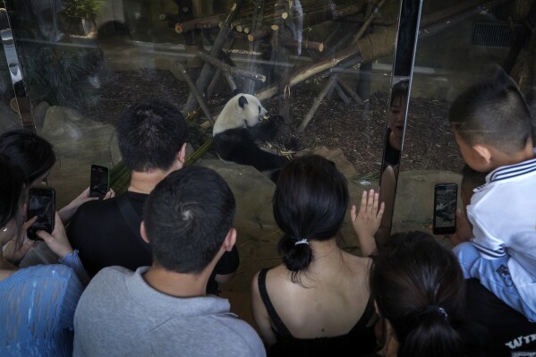 FILE - Visitors watch Tao Bang, one of the panda twins which returned from Shirahama, western Japan on February this year eats bamboo at Chengdu Research Base of Giant Panda Breeding in Chengdu in southwestern China's Sichuan Province, on Sept. 9, 2023. A man who threw unspecified objects into a giant panda enclosure in China has become the latest visitor to be slapped with a lifetime ban on entering the park. A notice from the Chengdu Research Base of Giant Panda Breeding didn’t identify the objects but said that feeding the pandas may cause them harm. (AP Photo/Andy Wong, File)