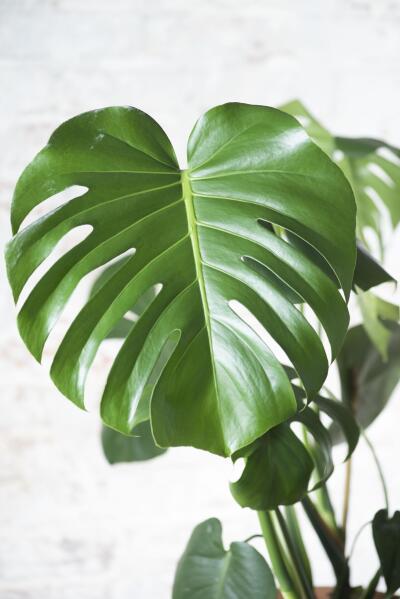 Wild Interiors — Monstera Care and How to Get Holey Leaves