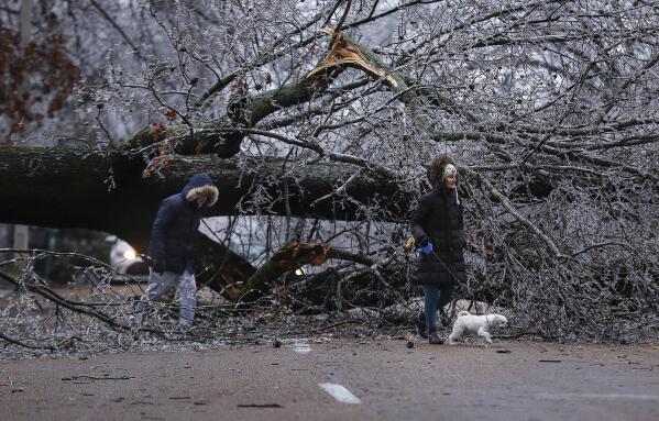 Ric and Annalisa Potts walk their dog, Happy, under a fallen tree on Thursday, Feb. 3, 2022 in Memphis, Tenn.  A major winter storm that already cut electric power to about 350,000 homes and businesses from Texas to the Ohio Valley was set to leave Pennsylvania and New England glazed in ice and smothered in snow.(Patrick Lantrip/Daily Memphian via AP)