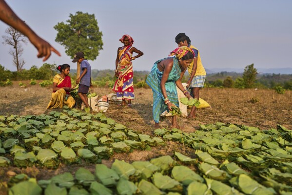 Women, from the Gadaba Indigenous communities, gather tendu leaves to sell in Hatipakna village, Koraput district, in India's eastern state of Odisha, Wednesday, April 16, 2025. (AP Photo/Rafiq Maqbool)