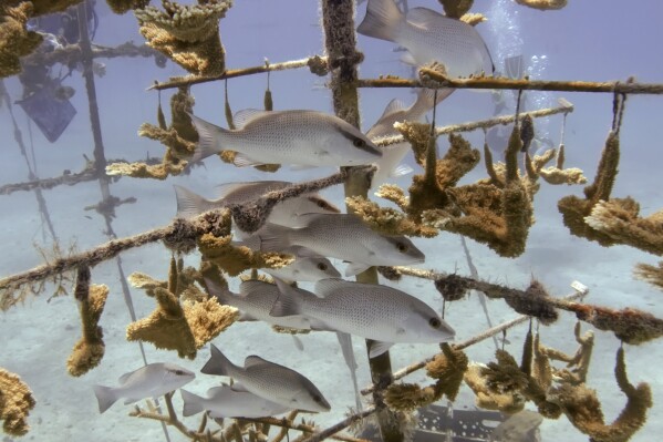 Fish gather in a coral nursery, Tuesday, Aug. 1, 2023, near Tavernier, Fla., in the Florida Keys. (AP Photo/Wilfredo Lee)