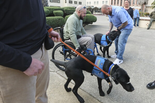 Jared Hansen, right, who is incarcerated at the San Quentin Rehabilitation Center, visits with Artemis as his handler, Benjamin Carter, looks on in San Quentin, Calif., Friday, March 28, 2025. (AP Photo/Eric Risberg)