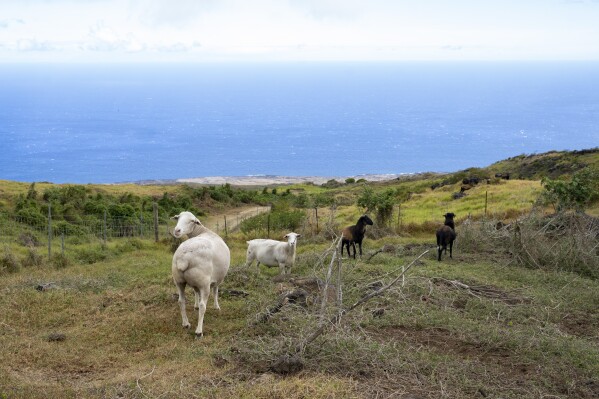 Sheep graze at Kahikinui Homestead on Sunday, July 7, 2024, in Kahikinui, Hawaii. (AP Photo/Mengshin Lin)