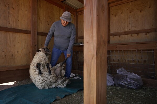 Nikyle Begay moves a sheep in preparation for shearing Thursday, Sept. 7, 2023, on the Navajo Nation in Ganado, Ariz. When it's time for shearing, Begay ties the hooves of the sheep into place and cut the wool by hand with a special pair of scissors. (AP Photo/John Locher)